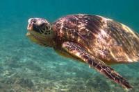/album/egyensulybanma/swimming-with-green-sea-turtle-jpg/